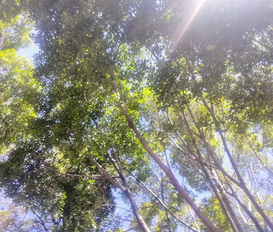 Fotografía arboles